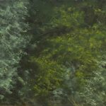 A tangle in Canada Park  | oil on canvas