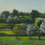 Almond trees in Titora  | oil on canvas